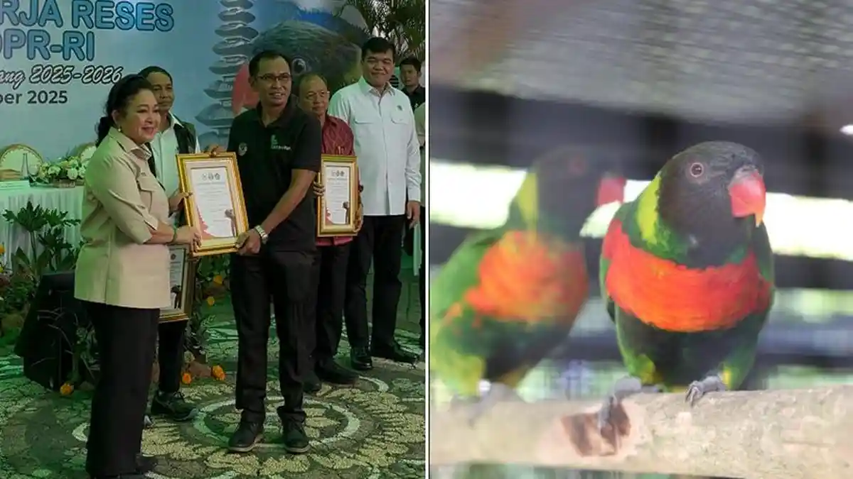 Atat Bali Sambut Generasi Baru di Bali Bird Park, Bagian dari Fighting Extinction Program