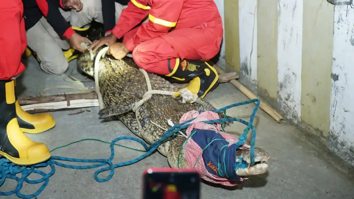 Hanya 30 Menit, Disdamkartan Bontang Tangkap Buaya Ganas di Area Permukiman Warga