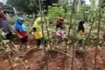 Edukasi Urban Farming