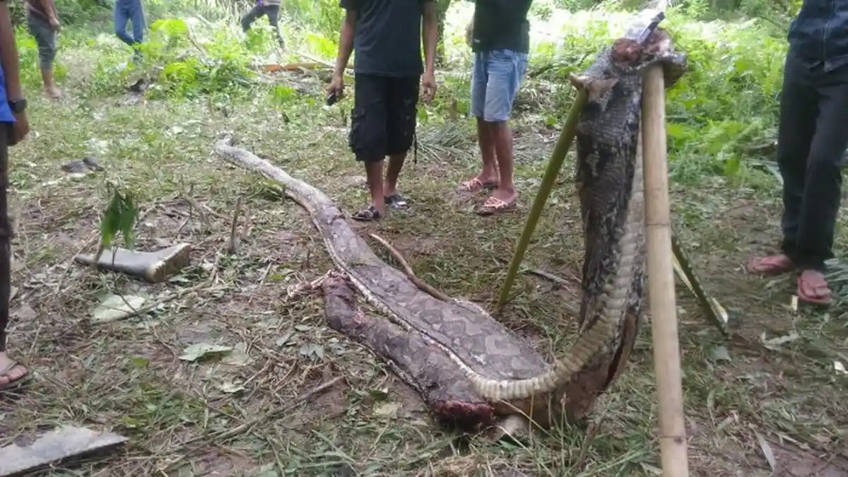 Lokasi Petani yang Ditelan Ular Merupakan Sarang Tujuh Piton Raksasa