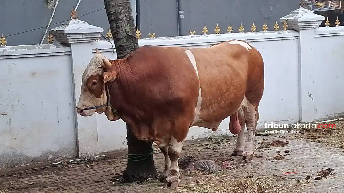 Presiden Prabowo Kurban Sapi Berbobot 1 Ton di Kalideres, Warga Namakan "Si Gemoy"