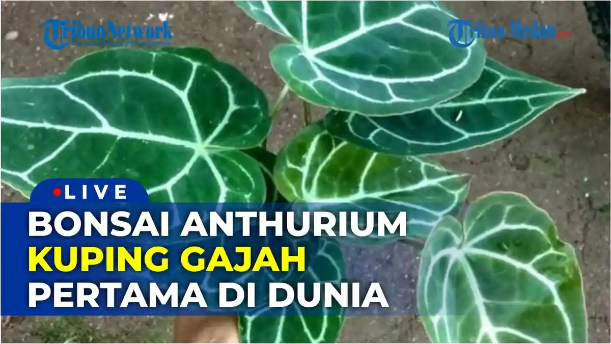 Pembuatan Bonsai Anthurium Kuping Gajah Pertama di Dunia Ada di Kota Tangerang