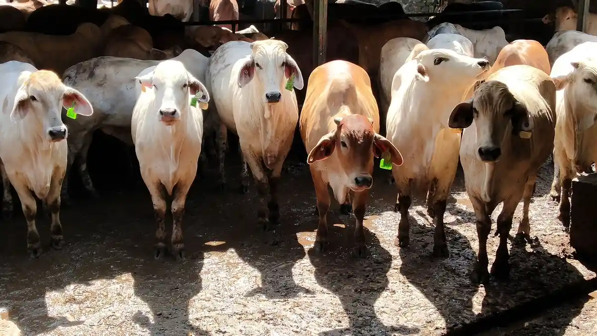 Kapan Hari Raya Idul Adha 2022? Ini Jadwal Lebaran Haji Menurut Muhammadiyah dan Pemerintah