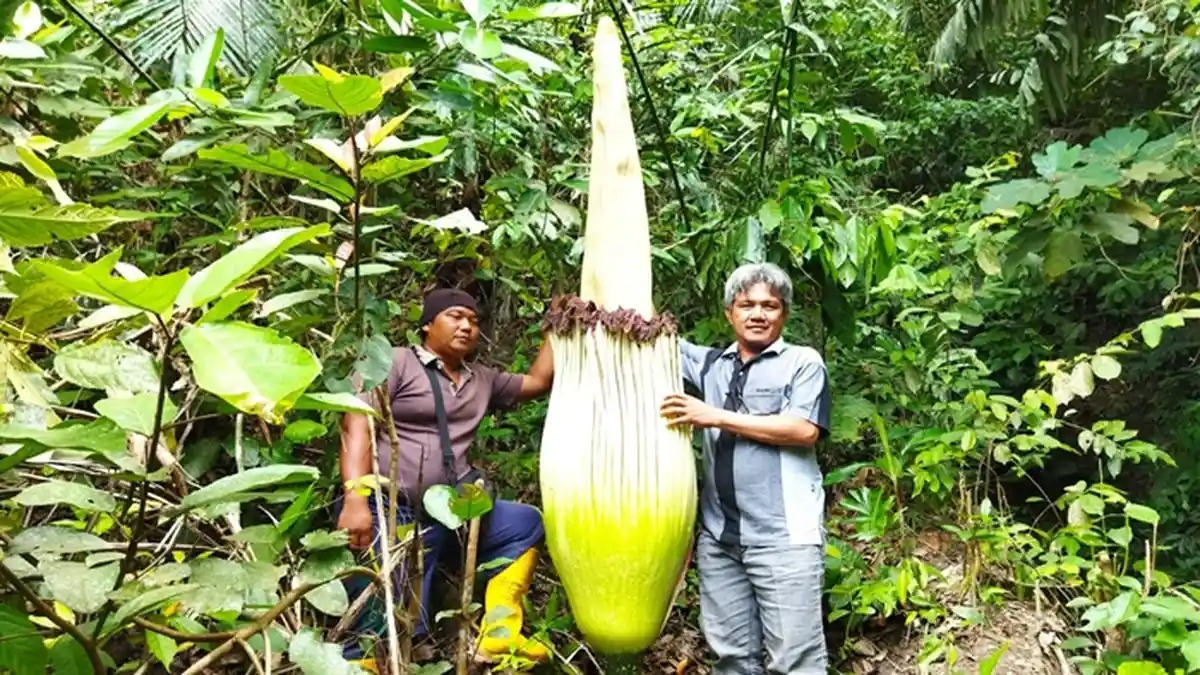 Sepekan Lalu Masih Tertutupi Semak Kini Bunga Bangkai di OKU Selatan Sudah Setinggi 2,5 Meter