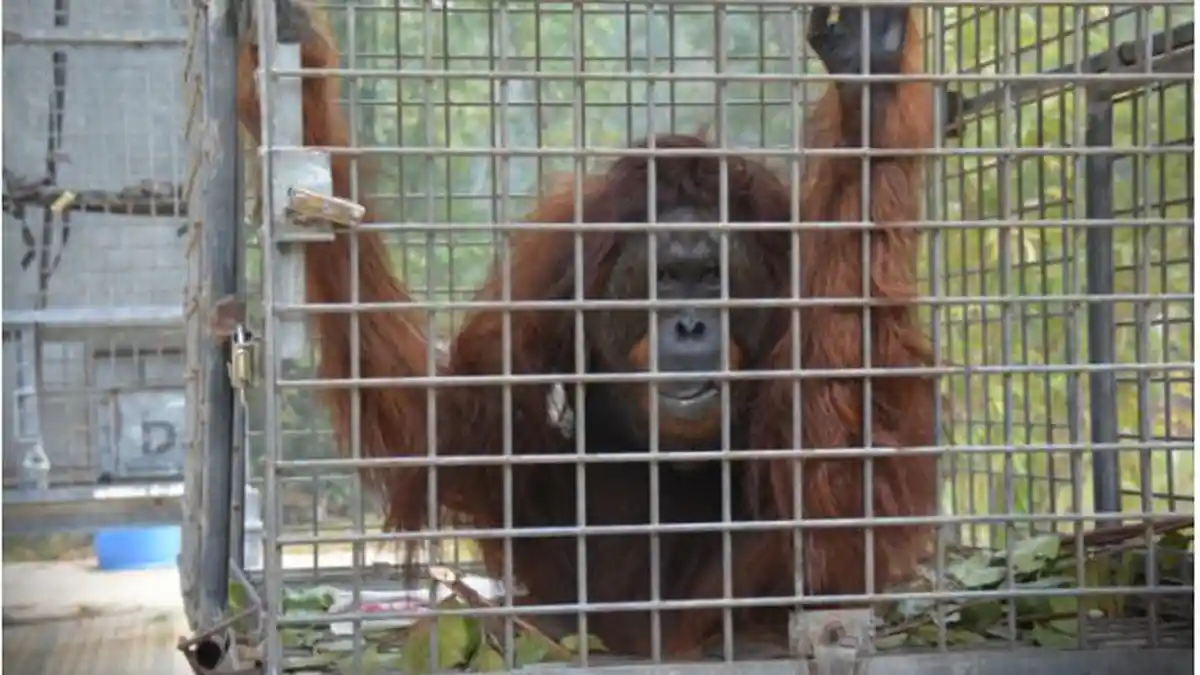 An Orangutan Named Sepat, was Found With 70 Shrapnel