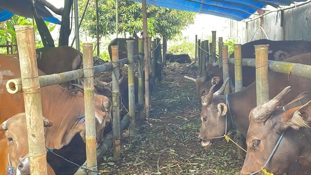 Berikut Tips Memilih Sapi yang Sehat untuk Dijadikan Hewan Kurban Saat Idul Adha 2025