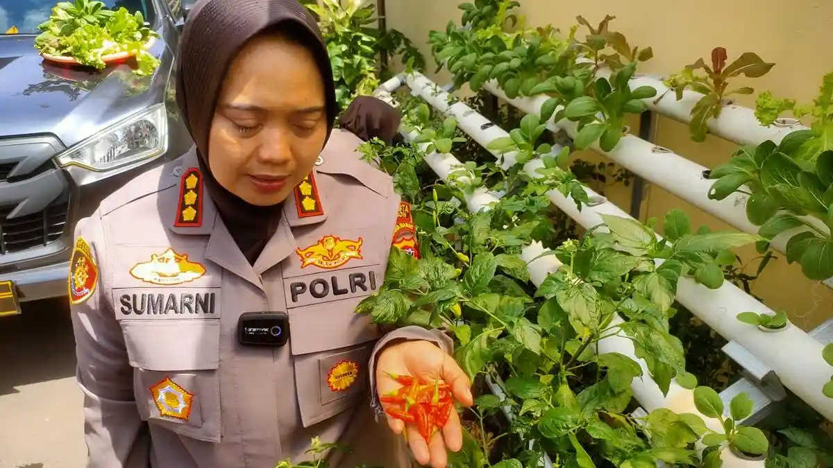 Kombes Pol Sumarni Jadi 'Petani' di Mapolresta Cirebon, Panen Pakcoy hingga Cabai Setan