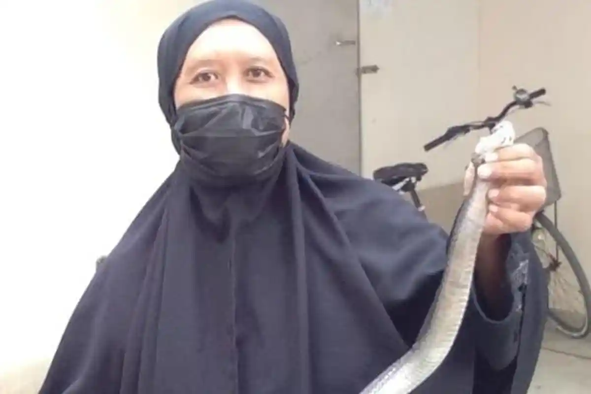 Ular Kobra Sepanjang 1,5 Meter Masuk Pengadilan Agama Sukoharjo, Ditangkap di Gudang