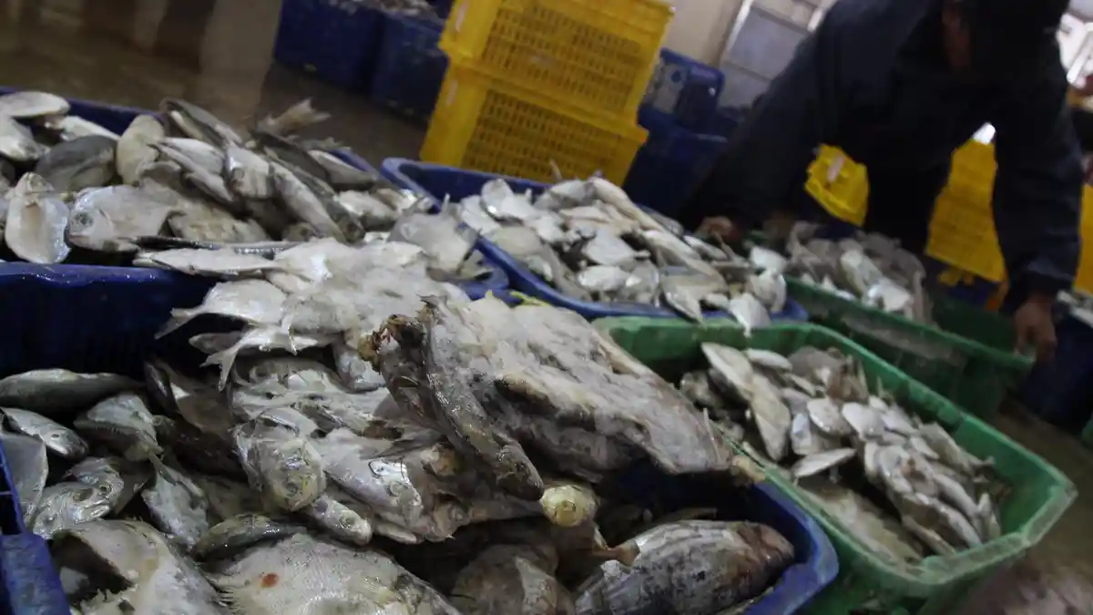Penjelasan KKP soal Isu Ikan Sarden Mengandung Logam Beracun