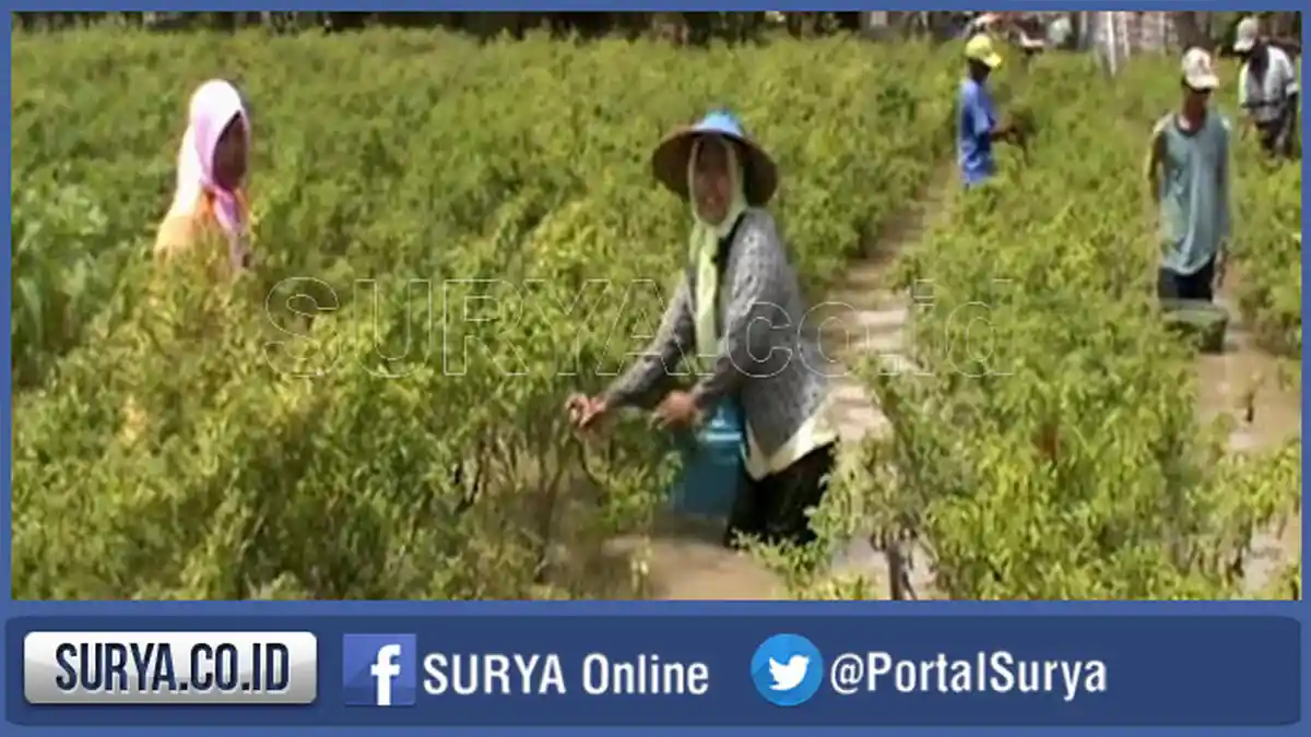 Cabe Rawit di Sumenep, Madura Tembus Rp 30.000 Per Kilogram, Ini Pemicunya