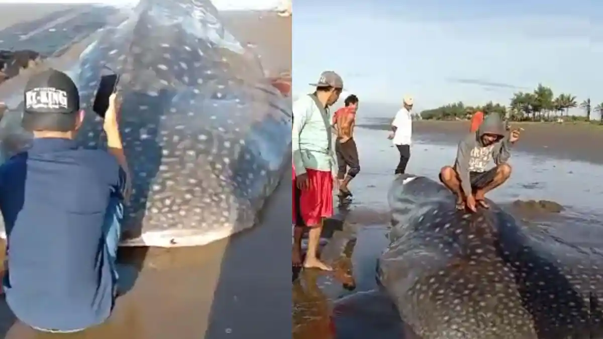 Hiu Tutul 6 Meter Terdampar di Pantai Nusawungu Cilacap, Kades: Sebagian Dagingnya Diambil Warga