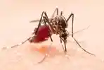 nyamuk-aedes-aegypti-1312022.jpg