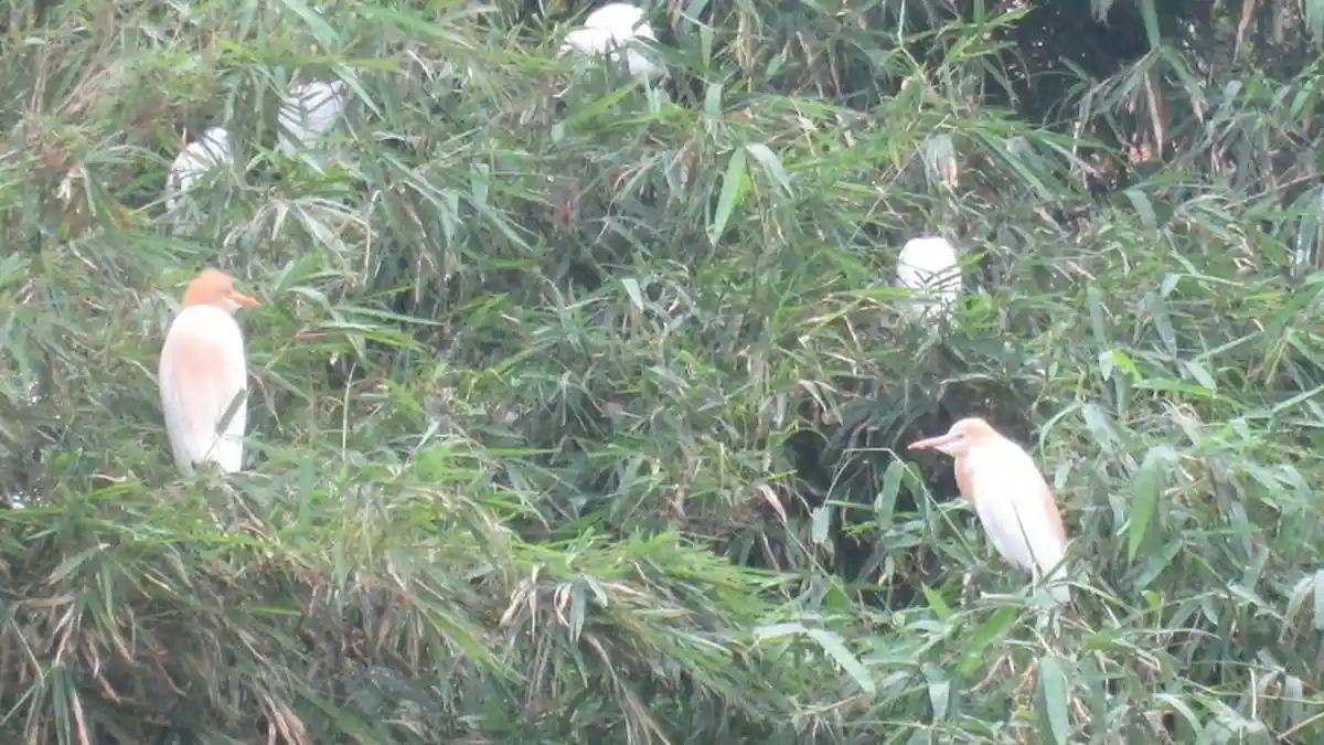 Populasi Burung Belekok di Ranca Bayawak Terancam Punah Tergusur Proyek Perumahan