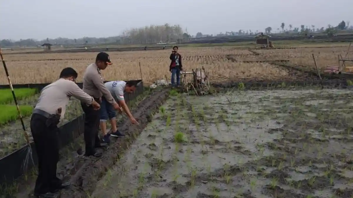 Sebulan 6 Petani Tewas Tersengat Jebakan Tikus Beraliran Listrik di Sragen, Pemilik Sawah Terancam