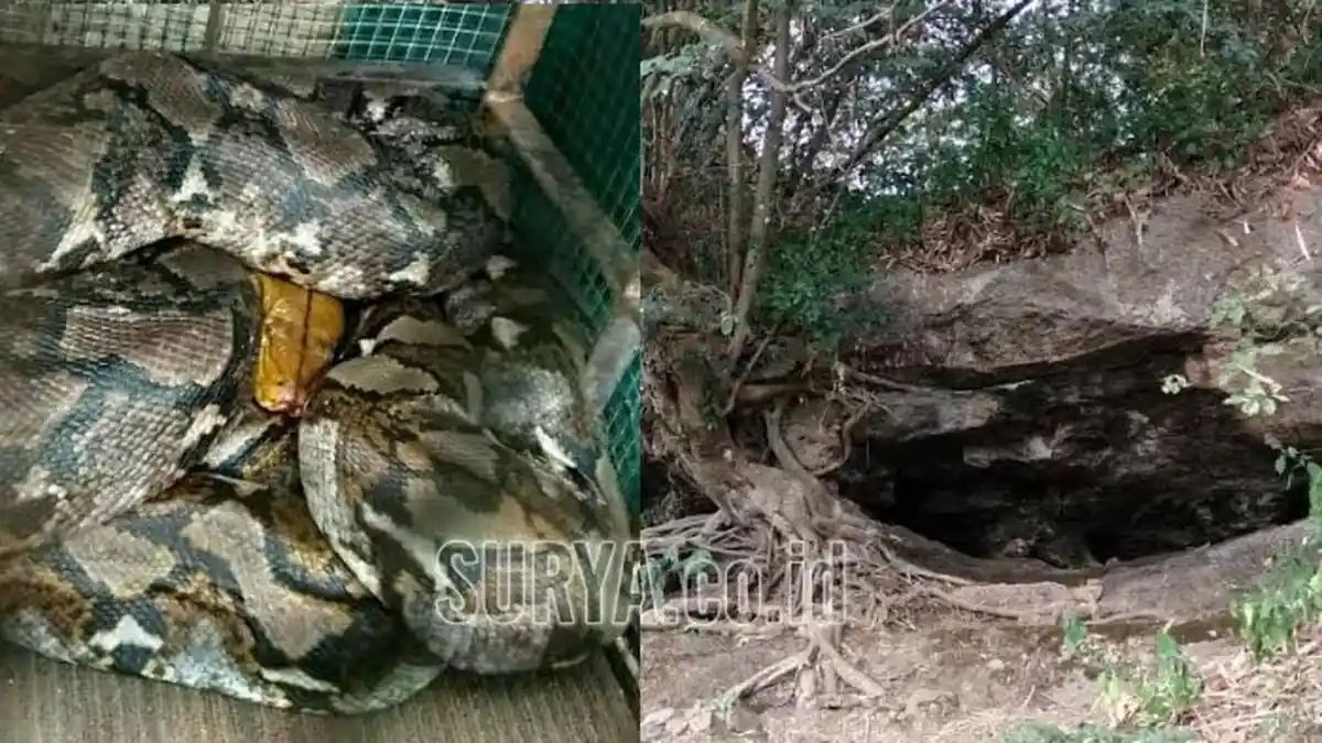 Yakin Ada Sarang di Dalam Gua, Warga Ramai-ramai Buru Ular Piton