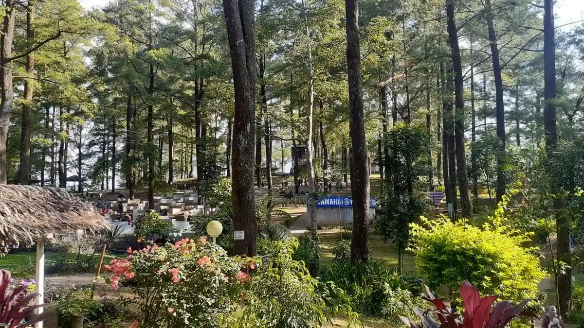 Libur Panjang Akhir Pekan, Nuansa Sejuk Hutan Pinus Malino Cocok untuk Liburan Lepas Penat