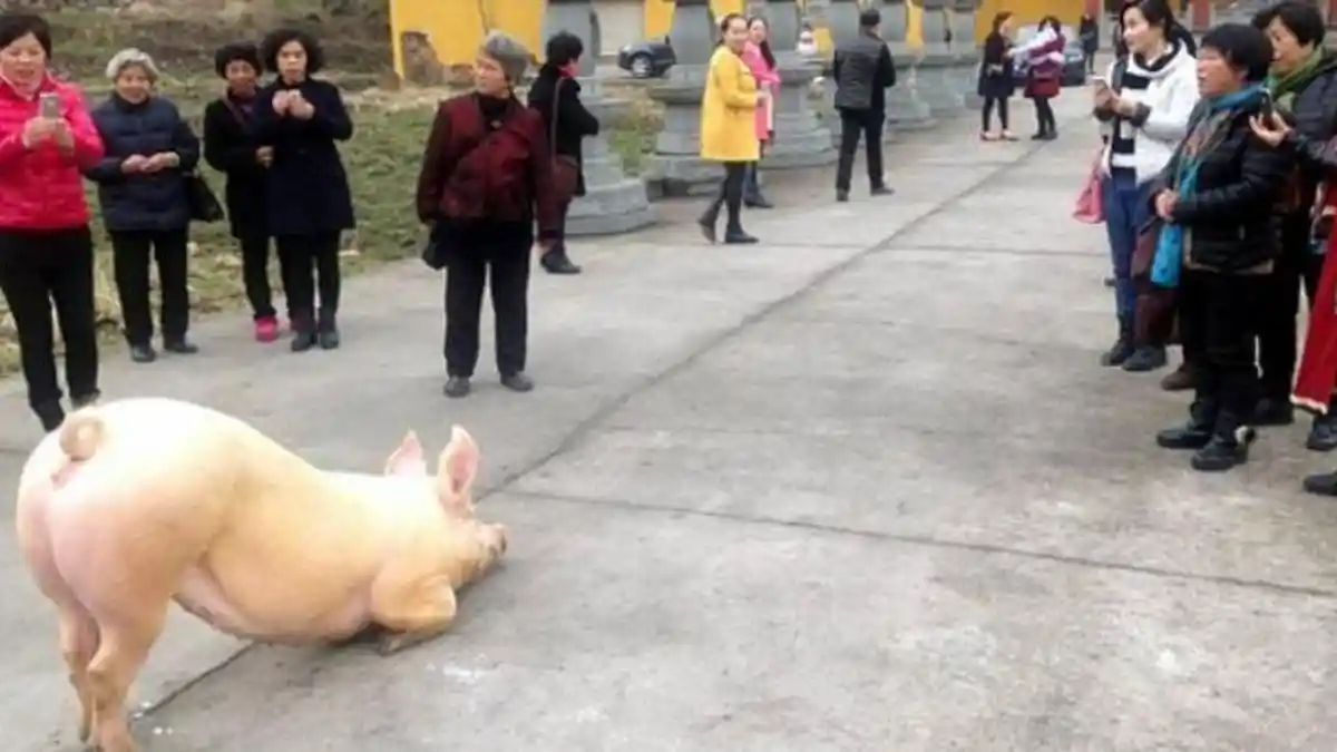 Babi Raksasa Bersujud di Kuil Buddha usai Kabur dari Peternakan