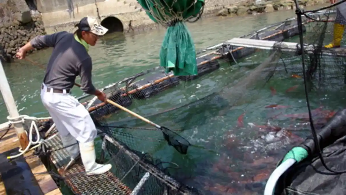 Makanan Alami Khusus Bikin Ikan Tidak Bau