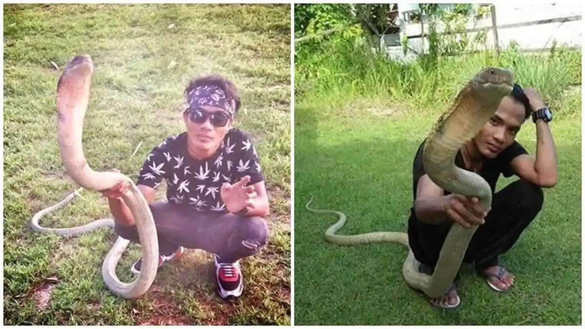 Fakta Ular King Cobra yang Gigit Rizki Ahmad Remaja asal Kalimantan