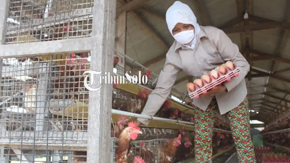 Harga Telur di Boyolali Menggila, Hampir Sama dengan Daging Ayam: Tembus Rp 30 Ribu per Kg