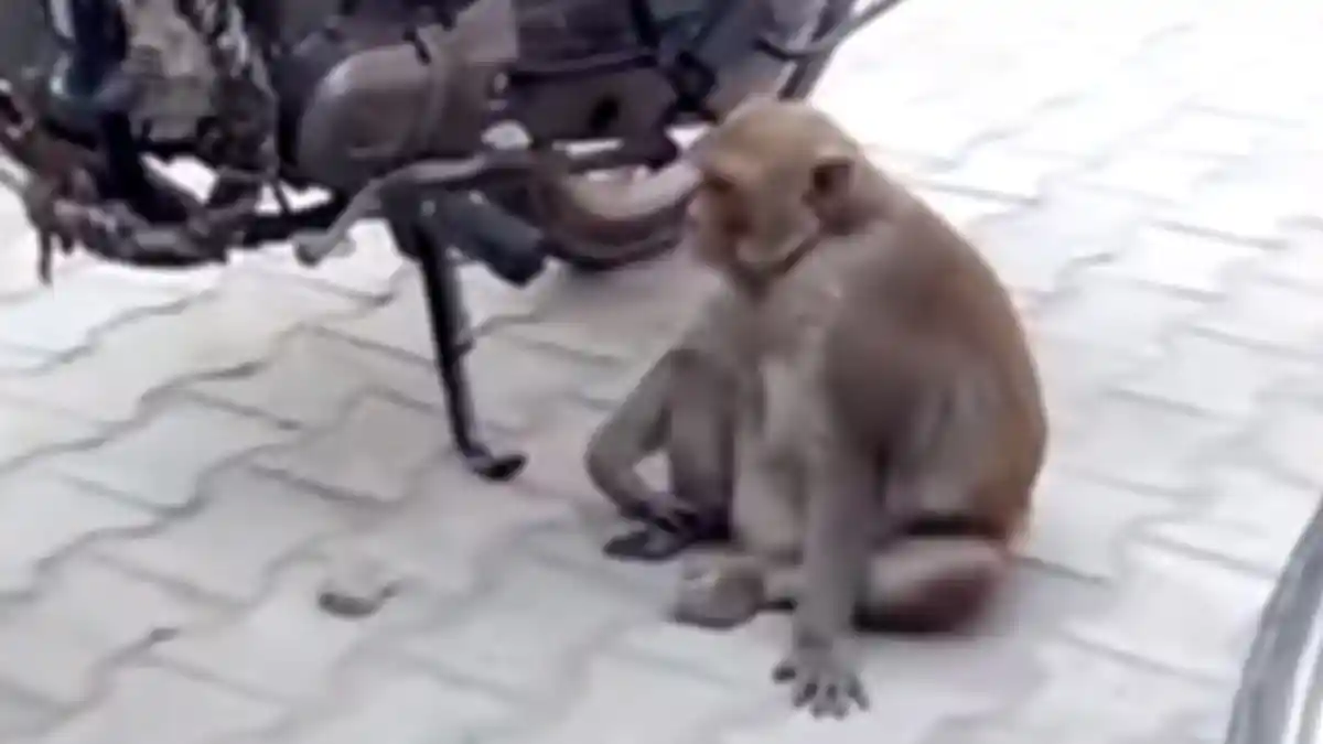 Kaget Lihat Ada Monyet Melintas, Pengendara Motor Jatuh Terjatuh, Dua Wanita Masuk Rumah Sakit