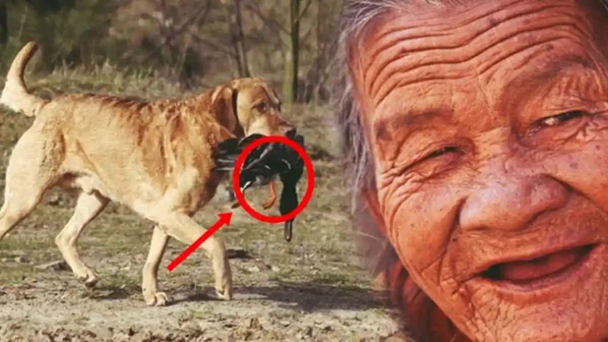 Setiap Hari Anjing Ini Melemparkan Makanan ke Dalam Sumur, Akhirnya Rahasia Terbongkar