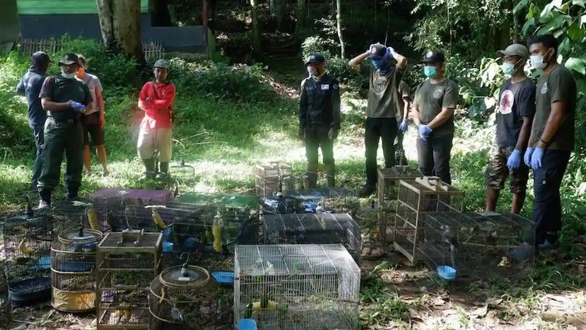BKSDA Bengkulu Lepas Liar 56 Burung Dilindungi di Kawasan TNBBS  