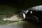 Viral-Video-Warga-Tangkap-Buaya-Sepanjang-4-Meter-di-Lambiku-Napabalano-Muna-Sulawesi-Tenggara.jpg
