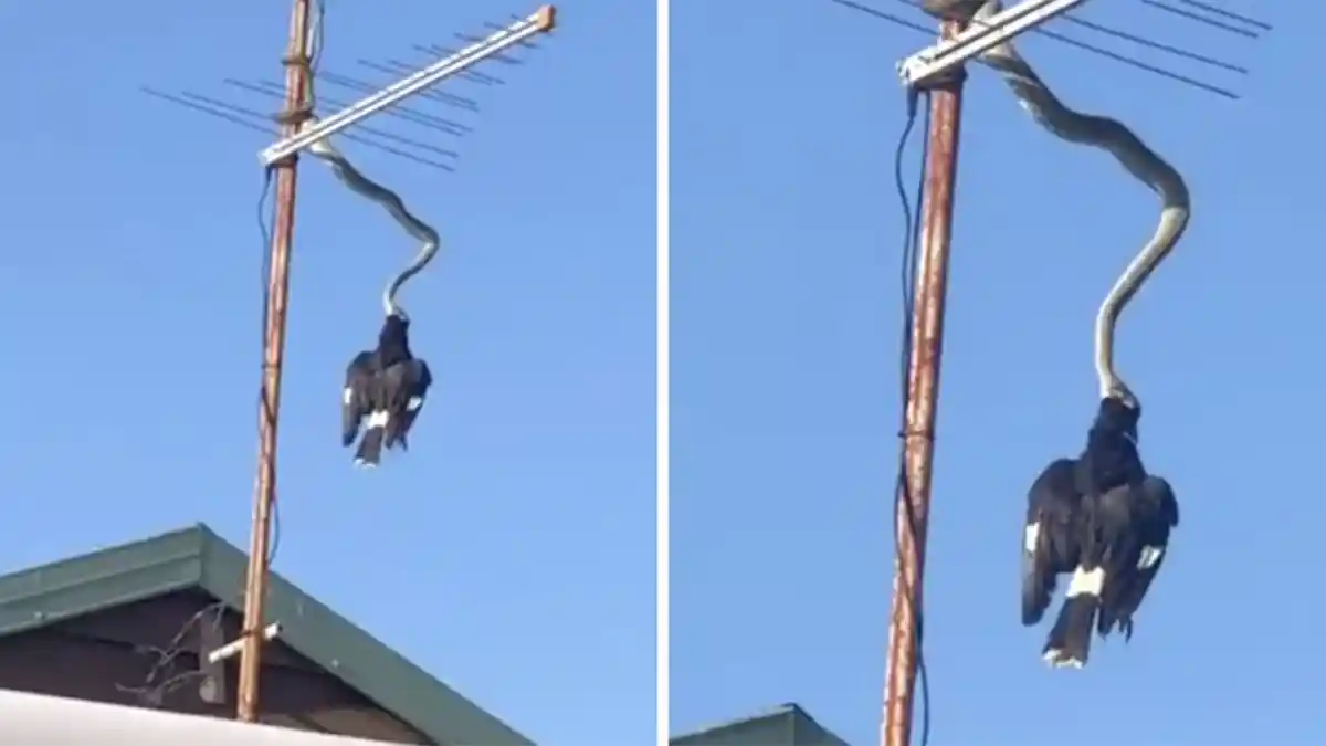 TEREKAM VIDEO - Detik-detik Ular Piton Belit dan Gigit Burung Sambil Menggantung di Tiang Antena TV