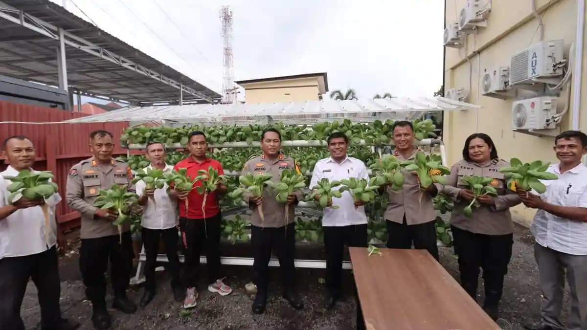 Panen Perdana Tanaman Hidroponik di Ternate untuk Ketahanan Pangan