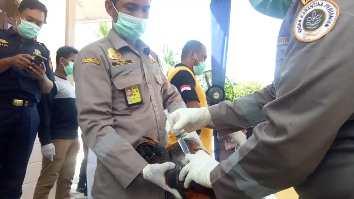 Bea Cukai Musnahkan Ayam Impor, Positif Bawa Virus Flu Burung
