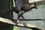 Burung Elang di Balai Besar Konservasi Sumber Daya Alam Bandung