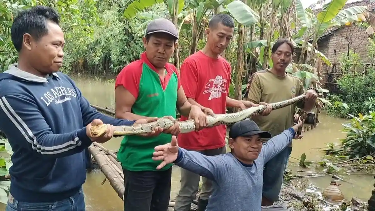 Geger Temuan Ular Piton 2 Meter di Desa Mejobo Kudus, Serang Warga Saat Akan Ditangkap