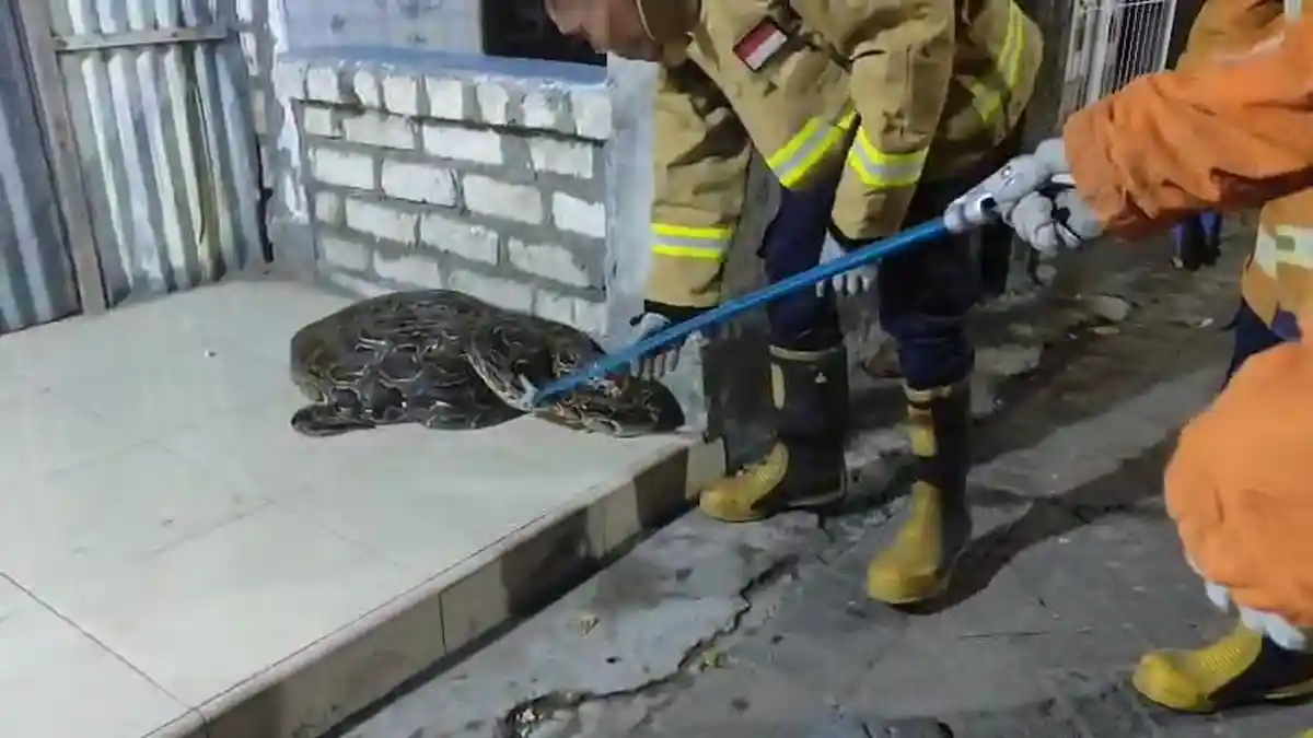 Lagi Santai di Ruang Tamu, Pria di Gresik Dikagetkan Ular Piton 5 Meter