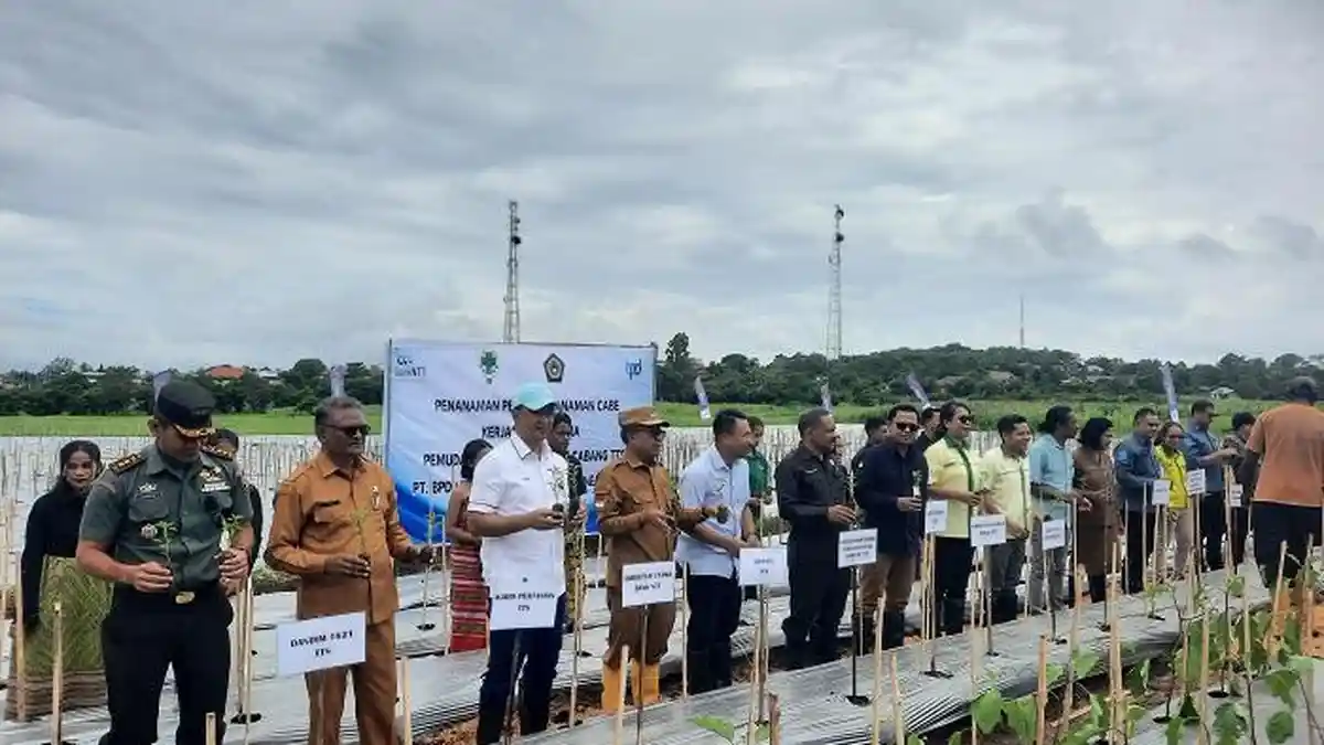 Pemuda Katolik Komcab TTS Gandeng Bank NTT Lakukan Penanaman Perdana Tanaman Cabai
