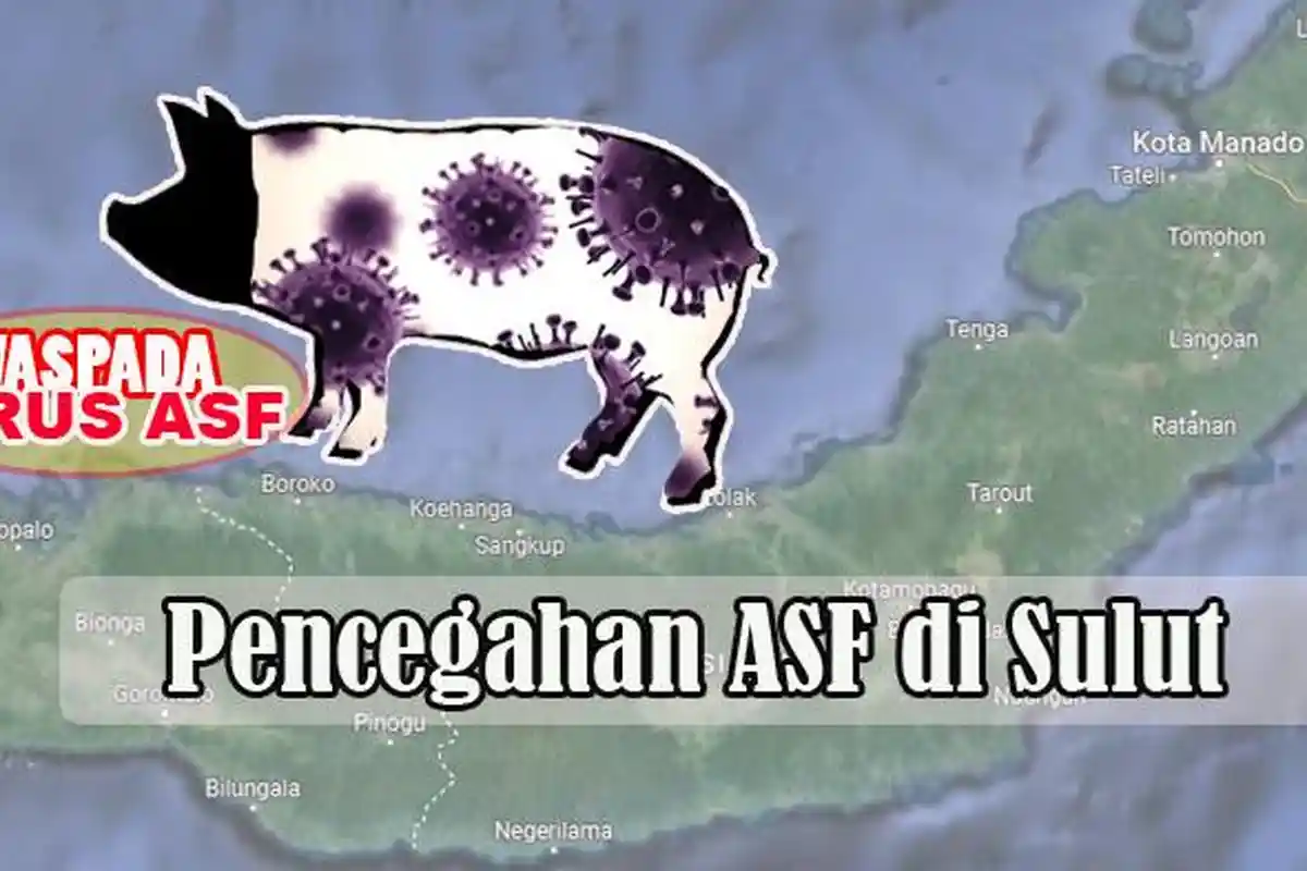 Pemprov Sulut Perketat Penjagaan di Perbatasan, Antisipasi Masuknya Virus ASF, Penyakit pada Babi