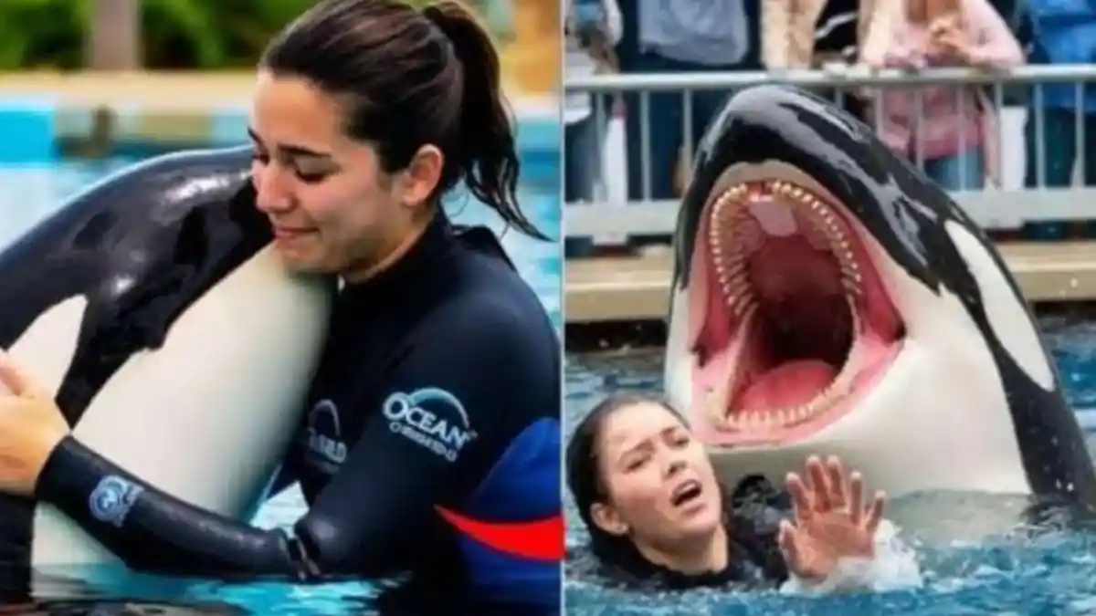 Fakta Hoaks Viral Pelatih Orca Jessica Radcliffe Tewas Diserang Paus Pembunuh