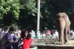 Hari Kedua Lebaran Ragunan Diserbu Pengunjung