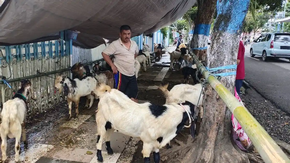 Burhan Tetap Bersabar, Pembeli Kambing Berkurang Jelang Idul Adha