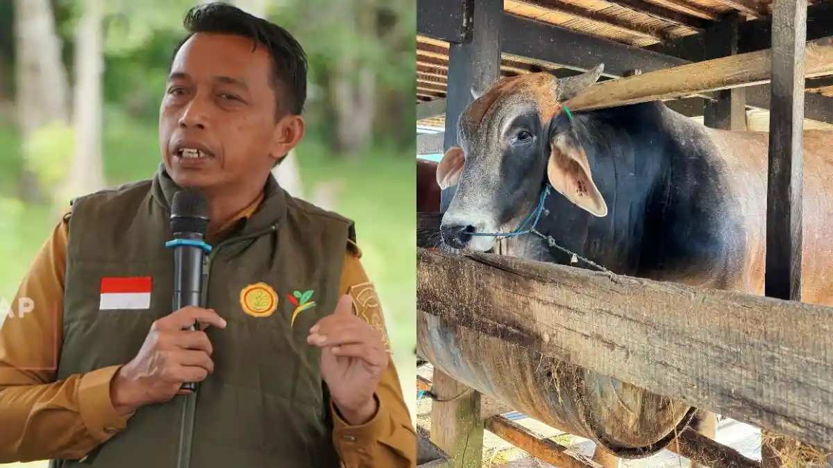 Syahar Arak Sapi Prabowo Keliling Sidrap Sebelum Dikurban Iduladha