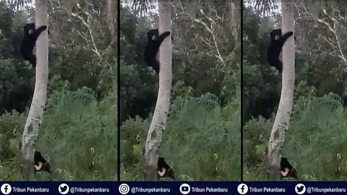 Dua Beruang Madu Muncul di Pemukiman Bukit Timah Dumai Selatan, Begini Pesan BKSDA Riau