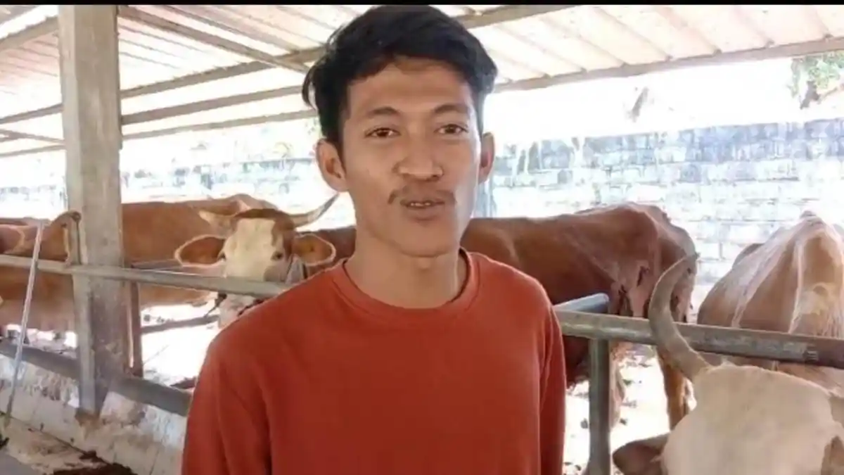 Peternak Sapi Belum Terima Vaksin dan Pemeriksaan PMK, Ini Kata Dinas Peternakan Lampung Timur