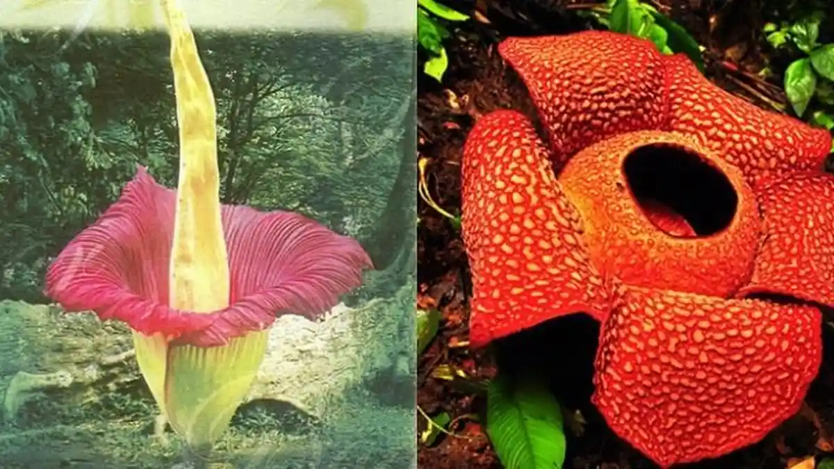 Rafflesia Arnoldii dan Bunga Bangkai Berbeda Lho, Jangan Salah Lagi Ya