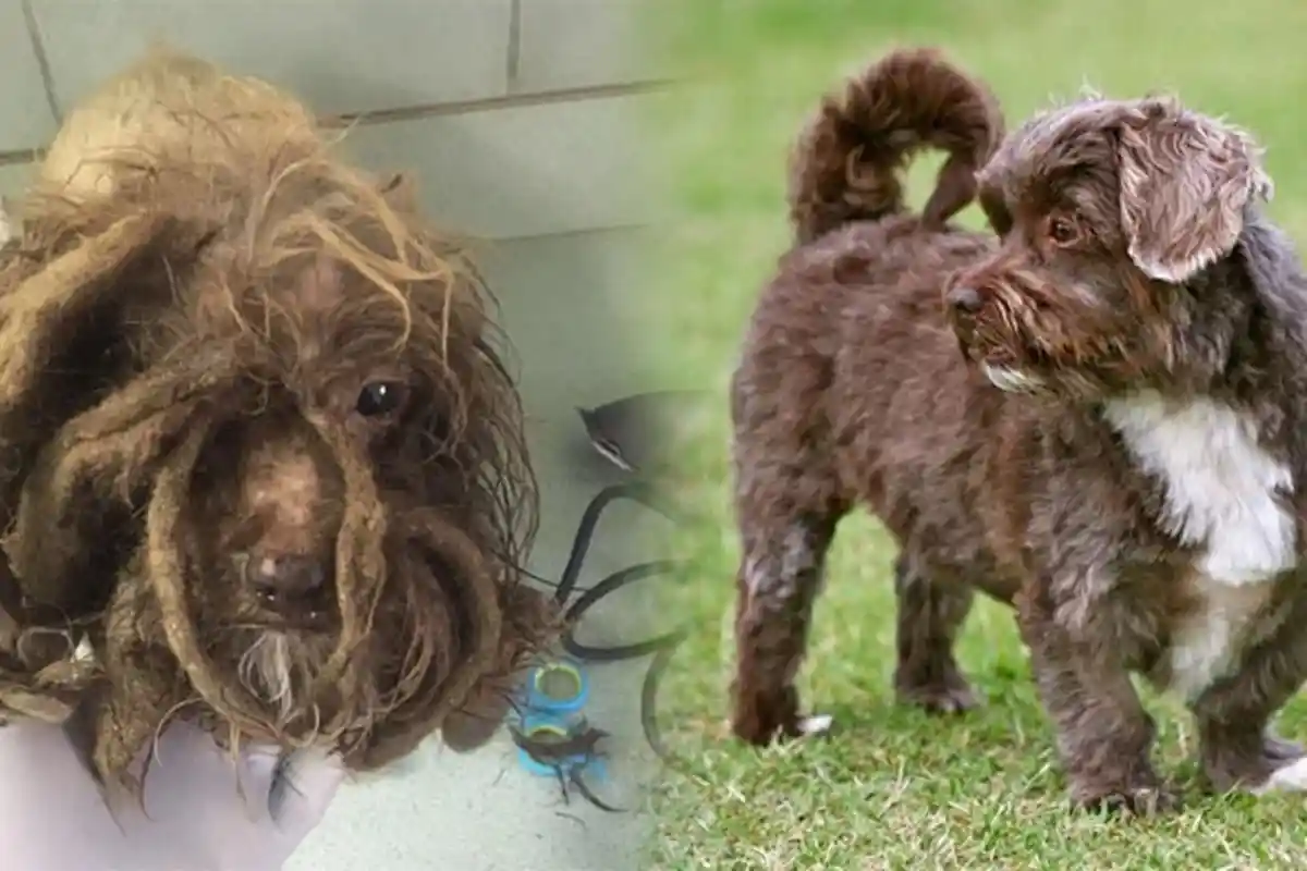 Ditemukan dengan Bulu Gimbal, Kurus, dan Tak Terurus, Transformasi Anjing Ini Kini Menakjubkan!