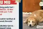 Miu-Miu-anjing-kesayangan-Romo-Fransiskus-Kristino.jpg