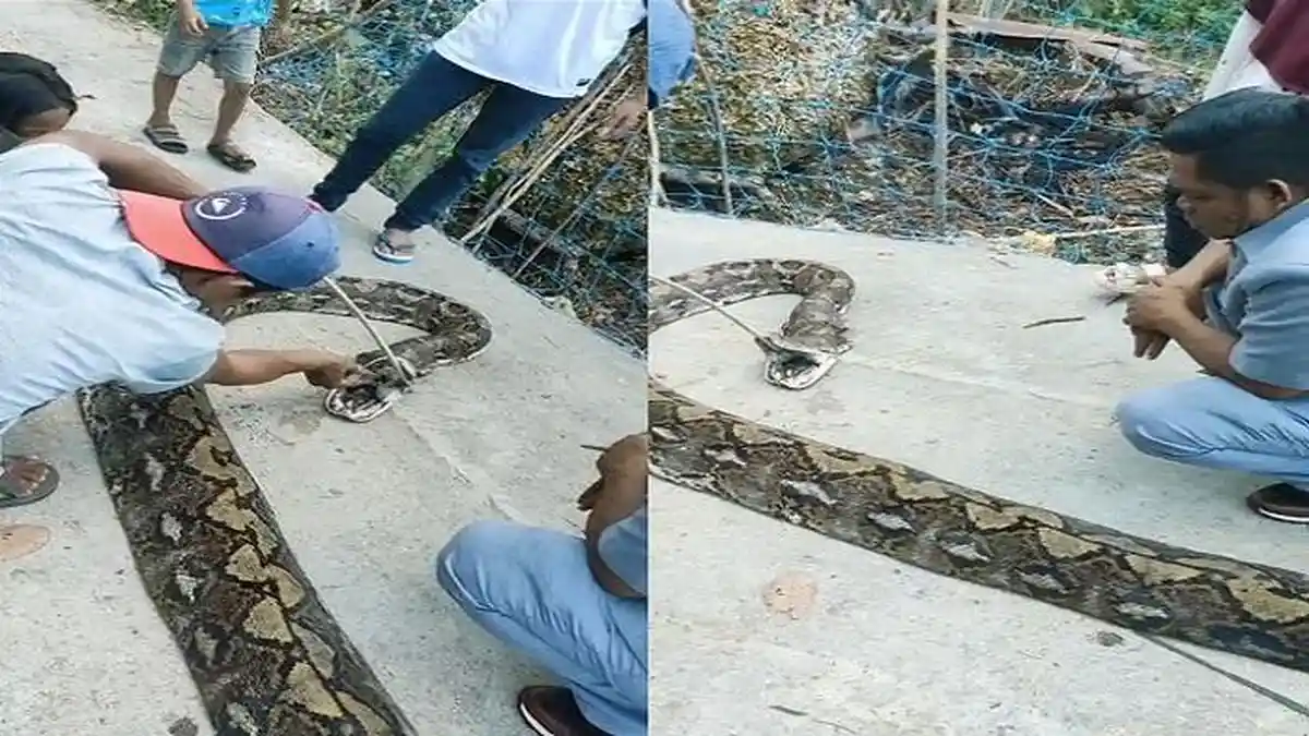 Warga di Buton Sulawesi Tenggara Nyaris Jadi Korban Ular Piton 8 Meter Saat Mencari Kayu di Hutan