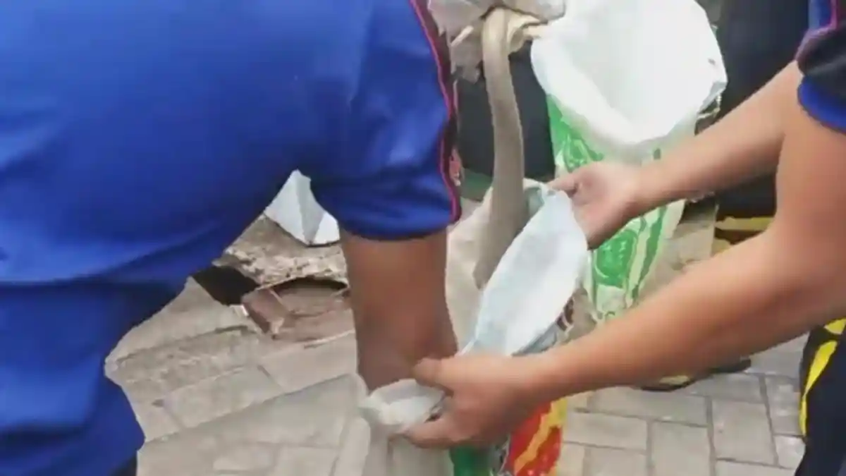 Ular Kobra Liar Teror Warga Kaliwates Jember, Pemadam Kebakaran Turun ke Lapangan