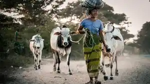 kabupaten-penghasil-sapi-terbanyak-di-Sulawesi-Tenggara.jpg
