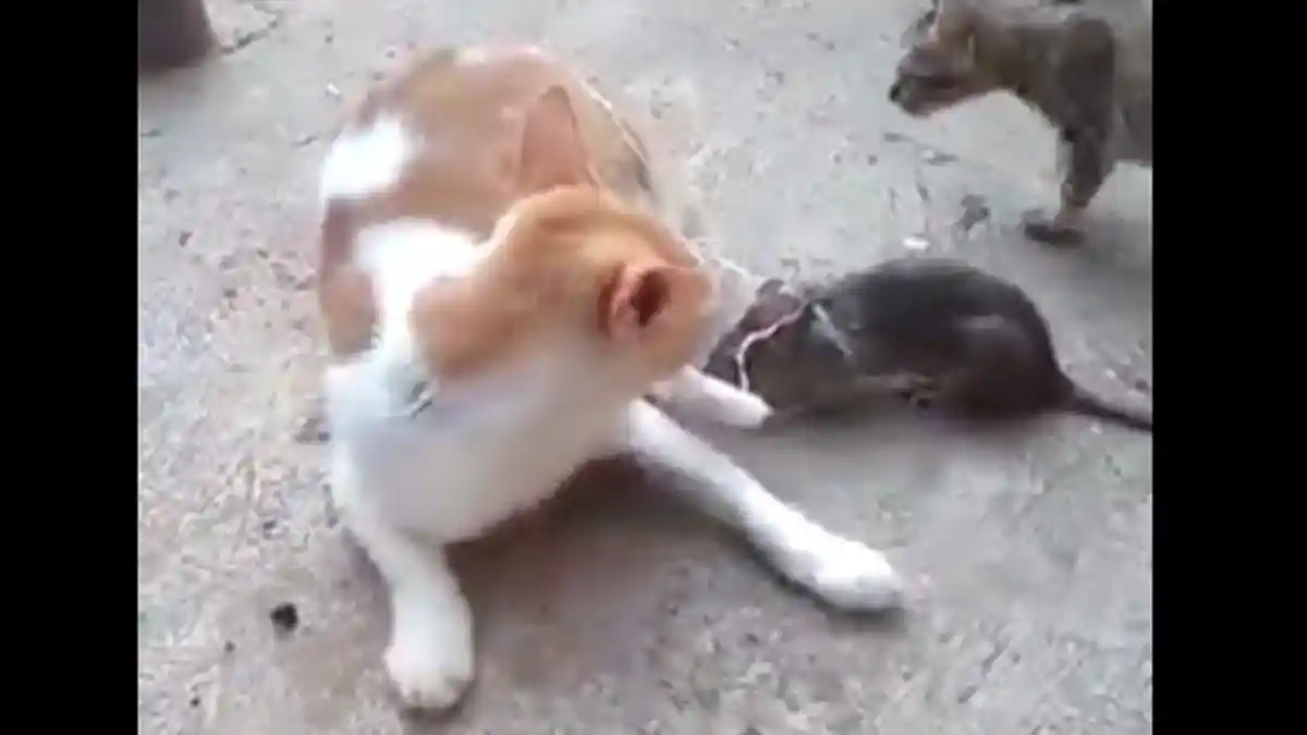 Ngakak! Bukannya Senang, Kucing Ini Malah Lari Terbirit-Birit Saat Bertemu Tikus