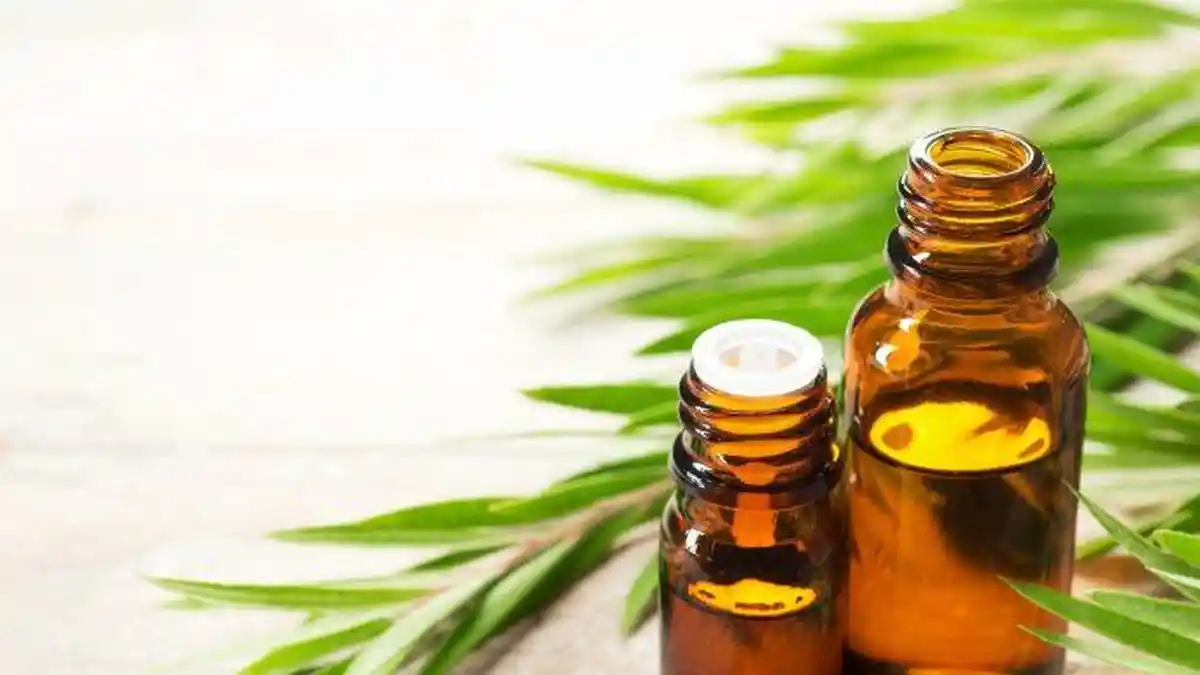 Manfaat Essential Oil yang Diproses dari Jahe Emprit, Kulit Kayu Krangean, hingga Temu Kunci